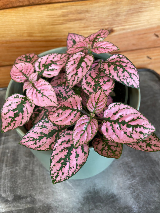 The Plant Farm Houseplants Hypoestes Polka Dot Plant Rose Splash, 4" Plant
