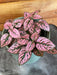 The Plant Farm Houseplants Hypoestes Polka Dot Plant Rose Splash, 4" Plant