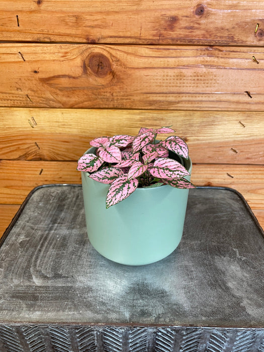 The Plant Farm Houseplants Hypoestes Polka Dot Plant Rose Splash, 4" Plant