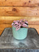 The Plant Farm Houseplants Hypoestes Polka Dot Plant Rose Splash, 4" Plant