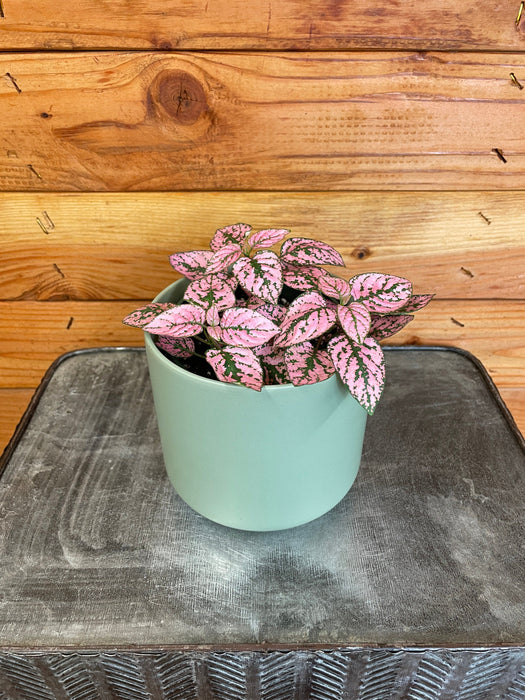 The Plant Farm Houseplants Hypoestes Polka Dot Plant Rose Splash, 4" Plant