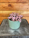 The Plant Farm Houseplants Hypoestes Polka Dot Plant Rose Splash, 4" Plant