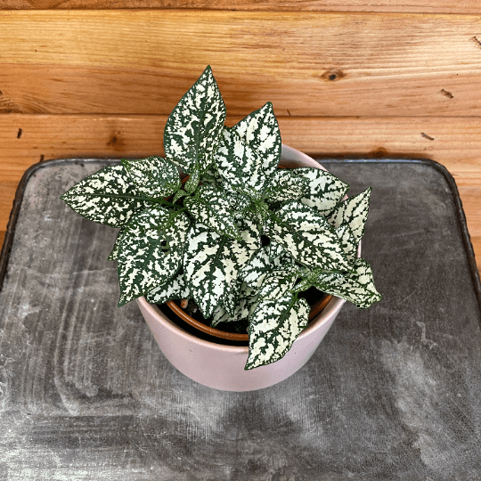 The Plant Farm Houseplants Hypoestes Polka Dot Plant White Splash, 4" Plant