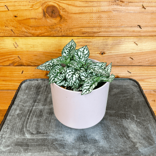 growing polka dot plant indoors Hypoestes Polka Dot Plant White Splash, 4" Plant — The Plant Farm®