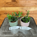 The Plant Farm Houseplants Lipstick Lovers 2" Gift Set-Mona Lisa & Box Leaf