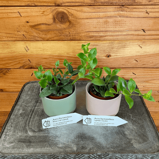 The Plant Farm Houseplants Lipstick Lovers 2" Gift Set-Tricolor and Mona Lisa