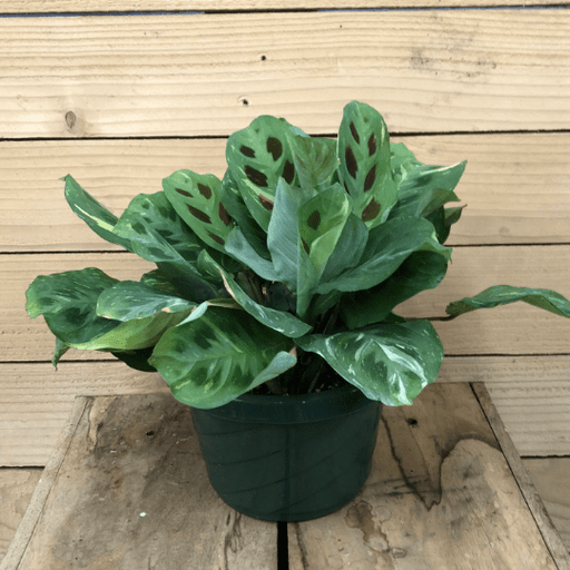 The Plant Farm Houseplants Maranta Leuconeura Beauty Kim, 6" Plant