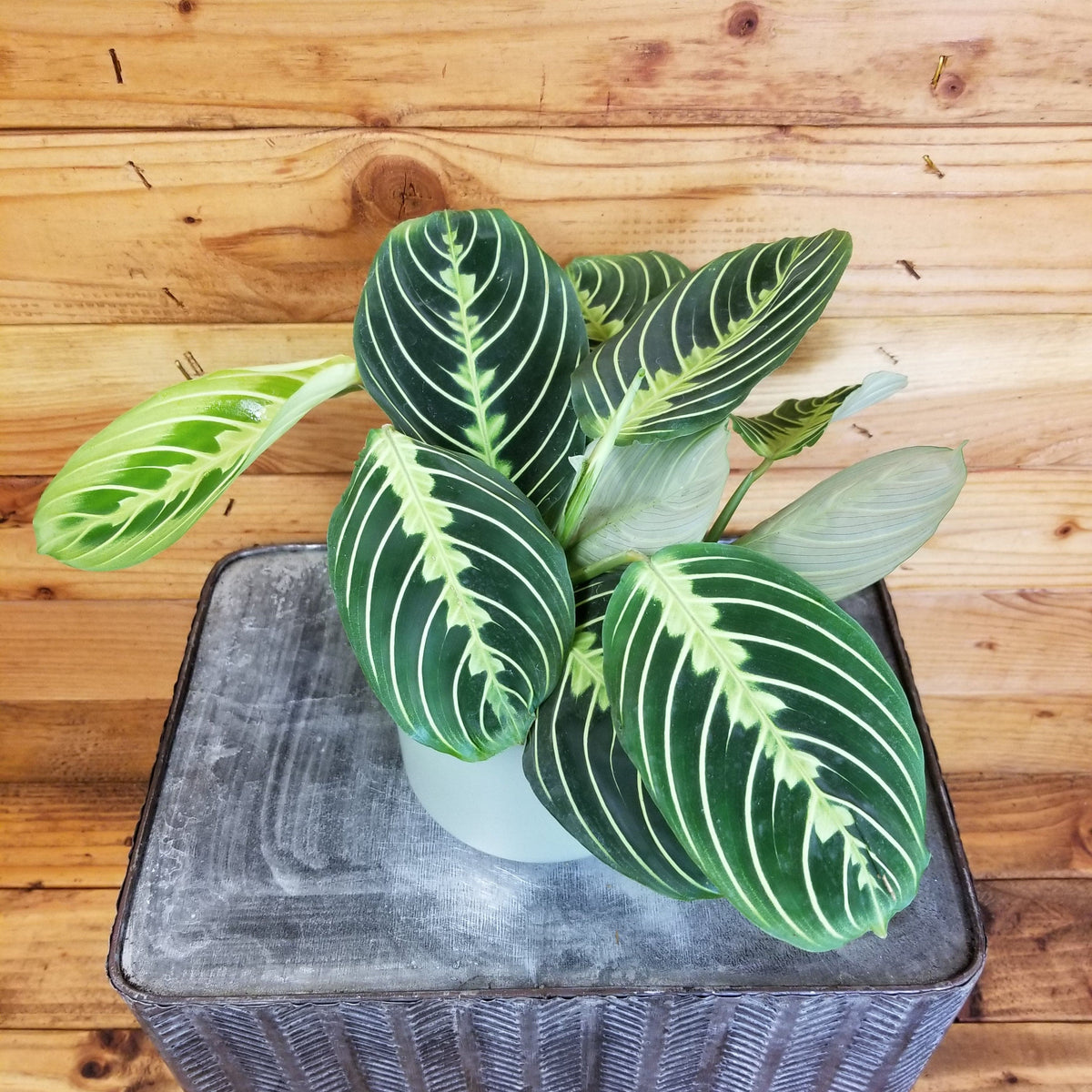 4”can maranta limes top PA