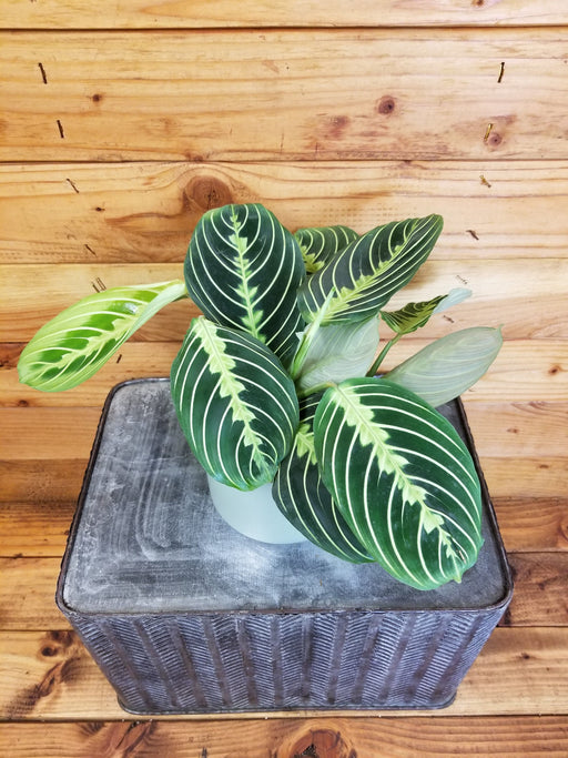 The Plant Farm Houseplants Maranta Leuconeura Lemon Lime, 4" Plant