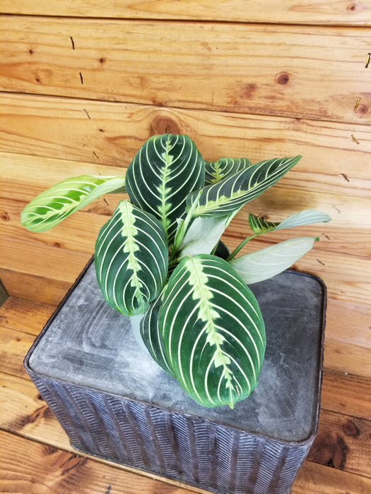 The Plant Farm Houseplants Maranta Leuconeura Lemon Lime, 4" Plant