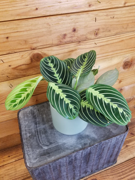 The Plant Farm Houseplants Maranta Leuconeura Lemon Lime, 4" Plant