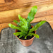 The Plant Farm® Houseplants Microsorum Musifolium Crocodile Fern, 4" Plant