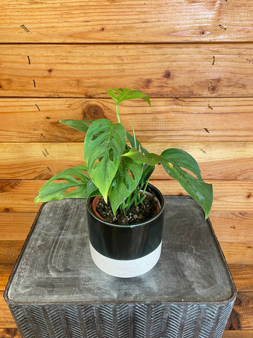 The Plant Farm Houseplants Monstera Adansonii ssp. Blanchetii, 4" Plant