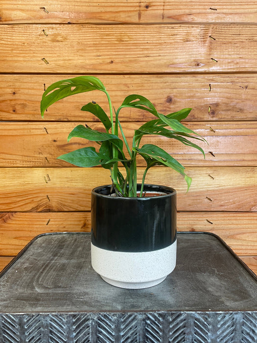 The Plant Farm Houseplants Monstera Adansonii ssp. Blanchetii, 4" Plant