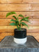 The Plant Farm Houseplants Monstera Adansonii ssp. Blanchetii, 4" Plant