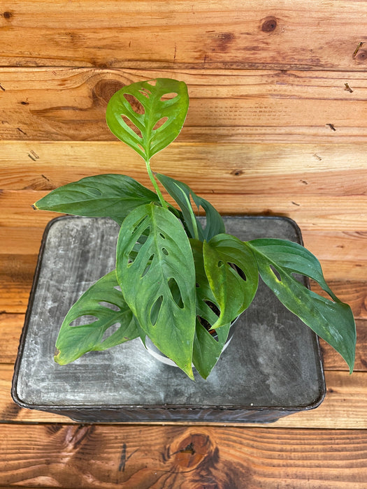 The Plant Farm Houseplants Monstera Adansonii ssp. Blanchetii, 4" Plant