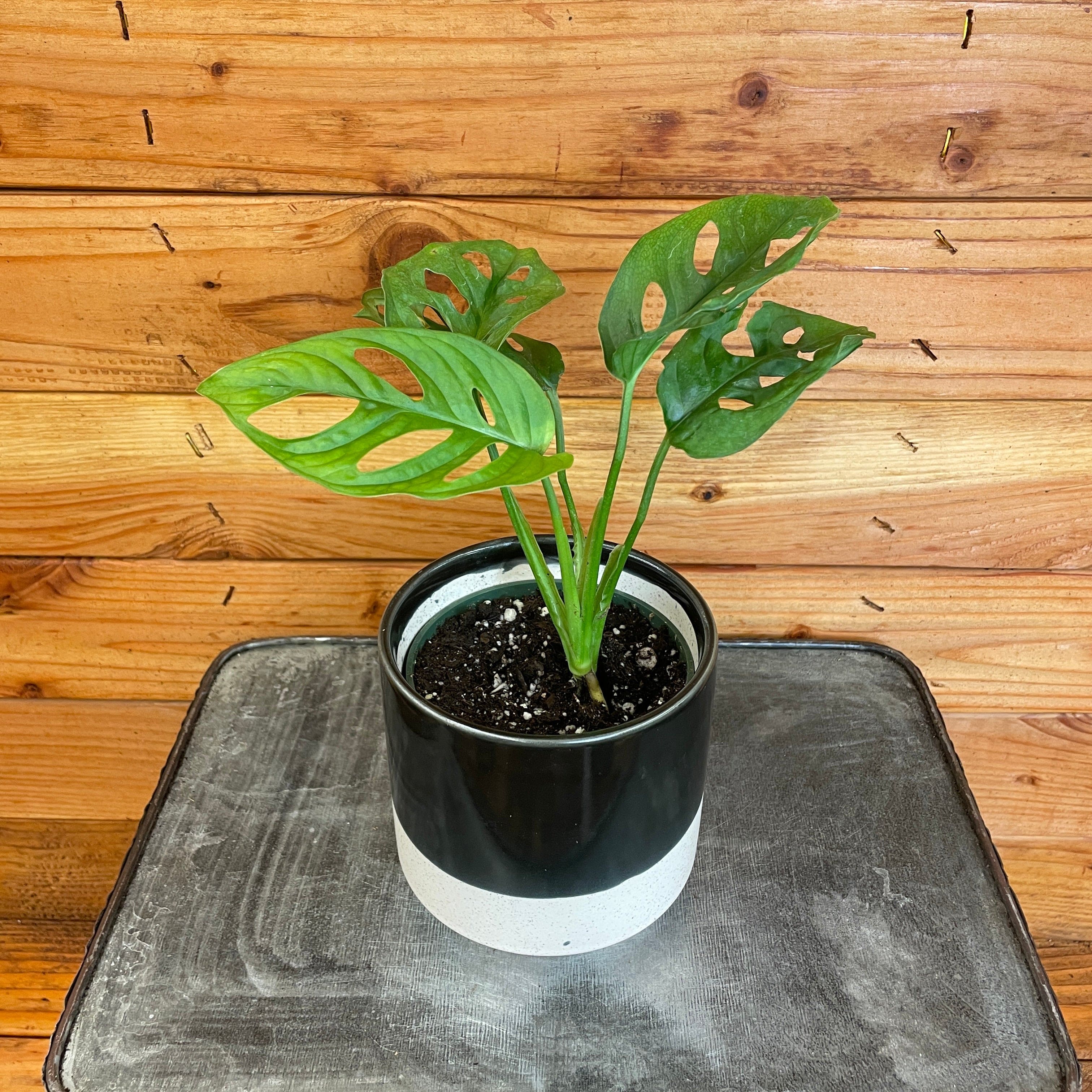 Swiss Cheese Plant (Monstera adansonii) - Swiss Cheese Plant for Sale