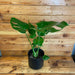 The Plant Farm Houseplants Monstera Deliciosa Split Leaf, 6" Plant