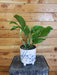 The Plant Farm Houseplants Monstera Pinnatipartita, 6" Plant