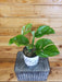 The Plant Farm Houseplants Monstera Pinnatipartita, 6" Plant