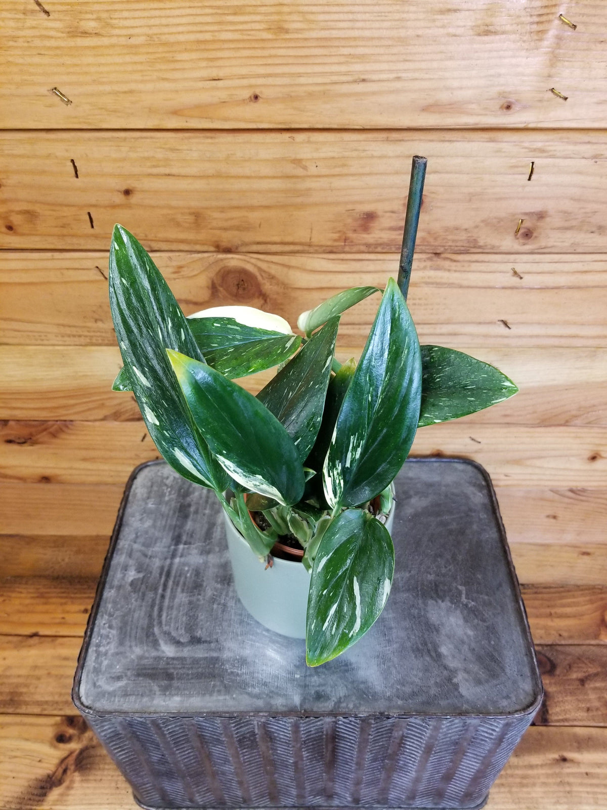  Monstera Standleyana Variegated- 4 from California