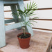 The Plant Farm Houseplants Palm Neanthe Bella, 2" Plant