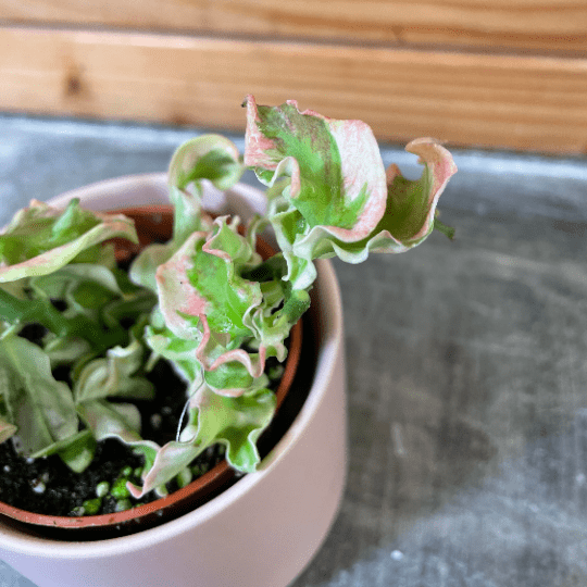 house plants with curly leaves Pedilanthus Tithymaloide Curly Devil's Backbone, 2" Plant