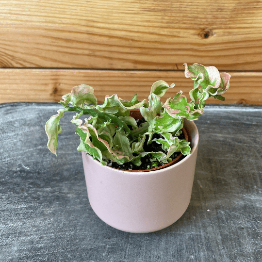 devils backbone plant care indoors Pedilanthus Tithymaloide Curly Devil's Backbone, 2" Plant