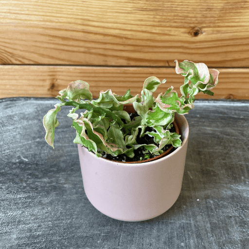 The Plant Farm Houseplants Pedilanthus Tithymaloide Curly Devil's Backbone, 2" Plant