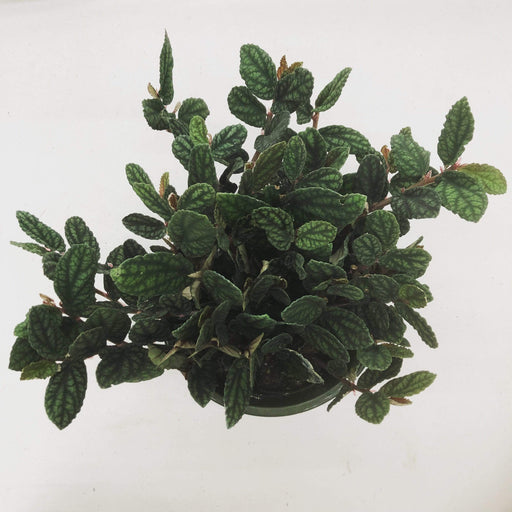 The Plant Farm Houseplants Pellionia Daveauana, 6" Plant