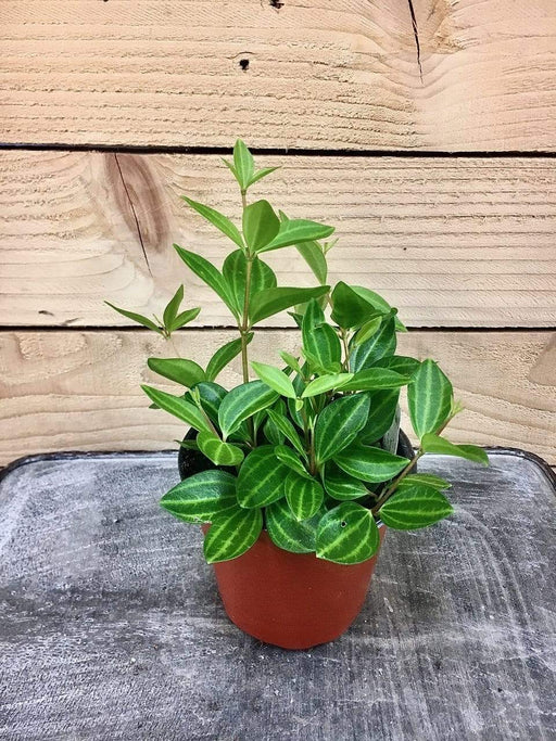 The Plant Farm Houseplants Peperomia Angulata, 4" Plant