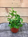 The Plant Farm Houseplants Peperomia Angulata, 4" Plant