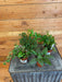 The Plant Farm Houseplants Peperomia Assorted Gift Box, Box of 4, 2" Plants