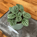 The Plant Farm Houseplants Peperomia Burbella, 4" Plant