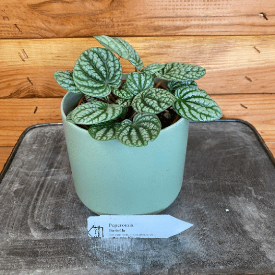 The Plant Farm Houseplants Peperomia Burbella, 4" Plant