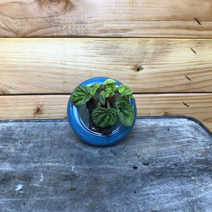 The Plant Farm Houseplants Peperomia Emerald Ripple, Starter Plug