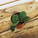 The Plant Farm Houseplants Peperomia Hope, 2" Plant