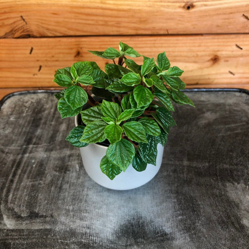 The Plant Farm Houseplants Peperomia Little Pixie, 2" Plant