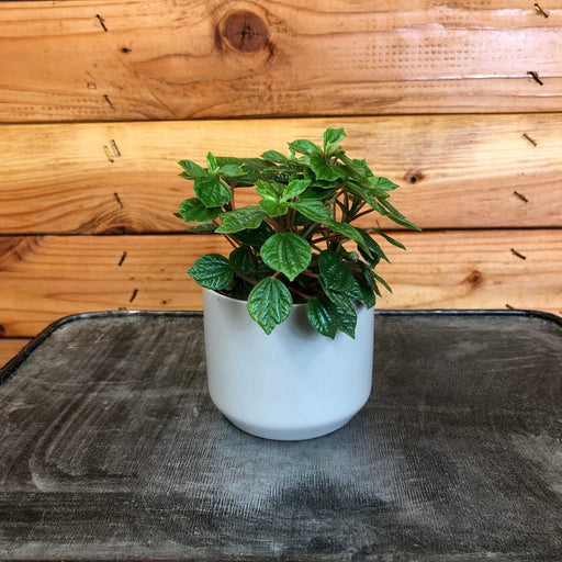 The Plant Farm Houseplants Peperomia Little Pixie, 2" Plant