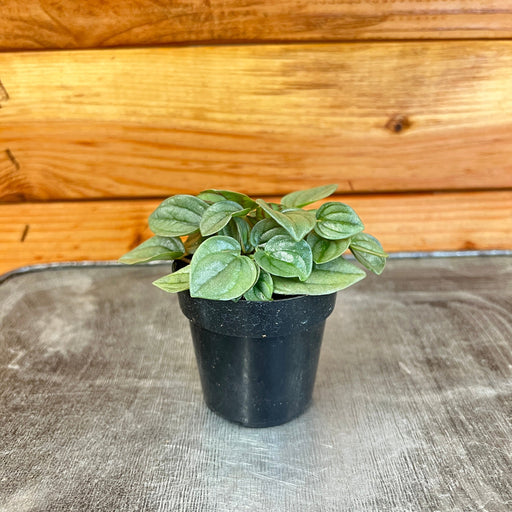 The Plant Farm Houseplants Peperomia Little Toscani, 2" Plant