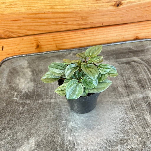 The Plant Farm Houseplants Peperomia Little Toscani, 2" Plant