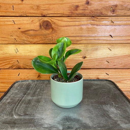 The Plant Farm® Houseplants Peperomia Obtusifolia Lemon Lime, 2" Plant