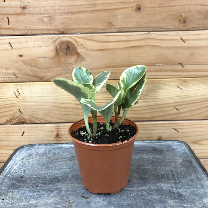 The Plant Farm Houseplants Peperomia Obtusifolia Variegated, 4" Plant