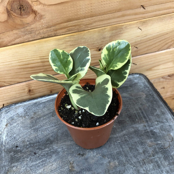 The Plant Farm Houseplants Peperomia Obtusifolia Variegated, 4" Plant