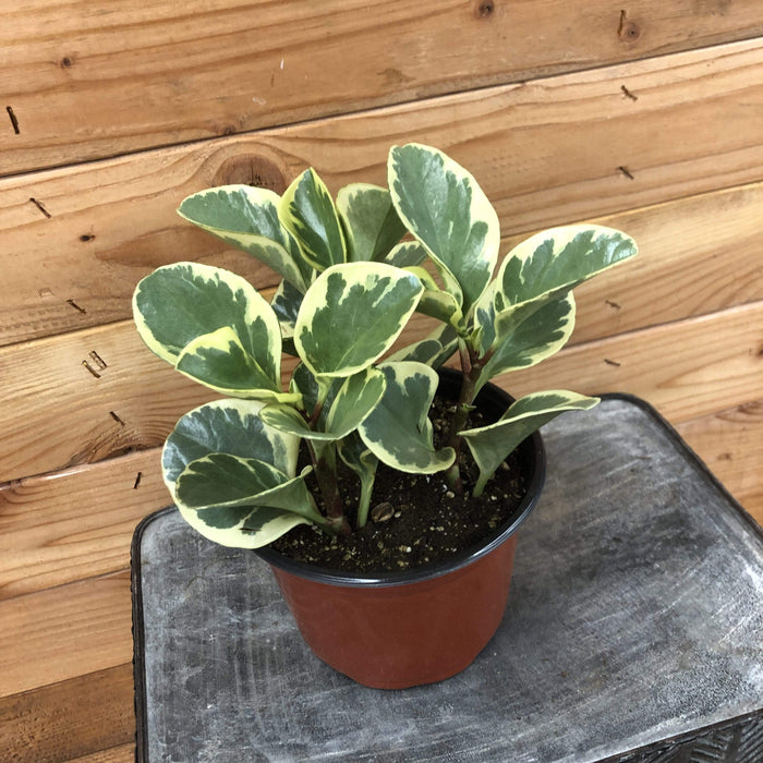 The Plant Farm Houseplants Peperomia Obtusifolia Variegated, 6" Plant