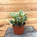 The Plant Farm Houseplants Peperomia Obtusifolia Variegated, 6" Plant