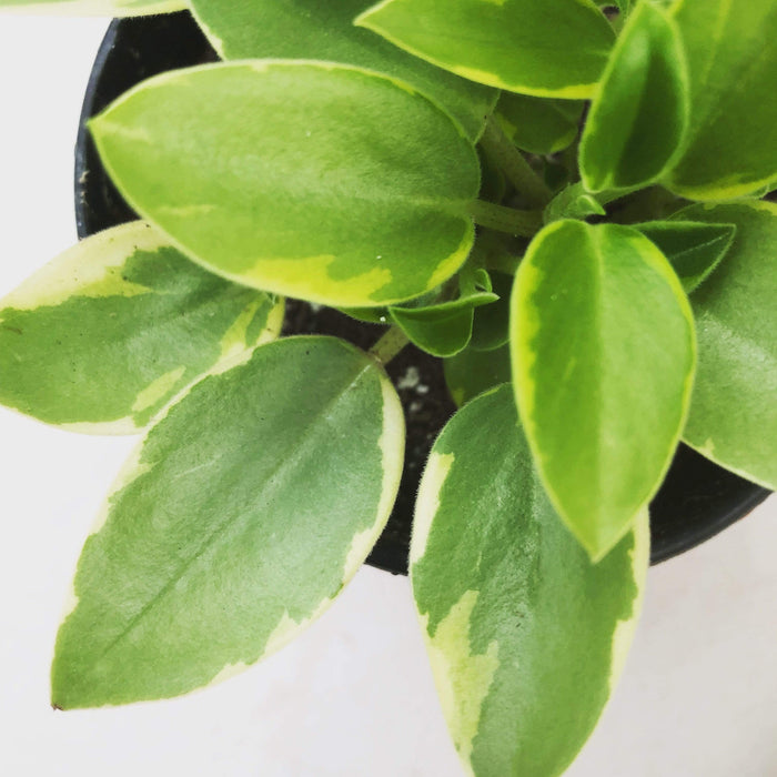 The Plant Farm Houseplants Peperomia Orba Pixie Lime Variegated, 4" Plant