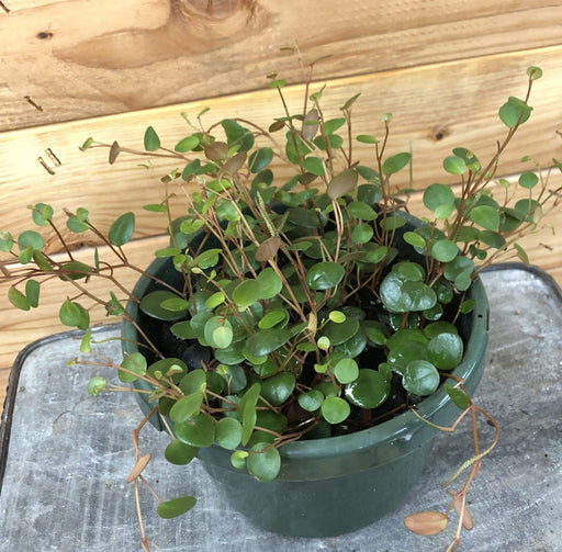 The Plant Farm Houseplants Peperomia Pepperspot, 6" Plant