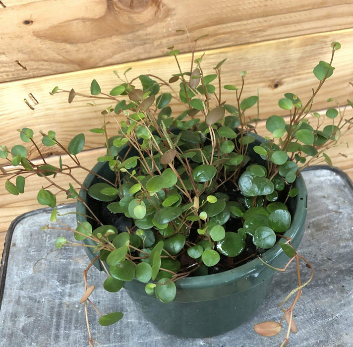 The Plant Farm Houseplants Peperomia Pepperspot, 6" Plant