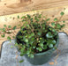 The Plant Farm Houseplants Peperomia Pepperspot, 6" Plant